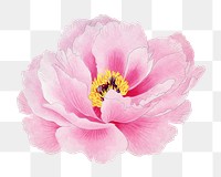 Peony png sticker, aesthetic flower clipart, floral & botanical style on transparent background