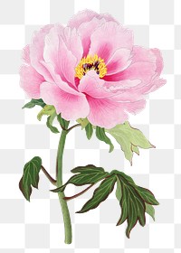 Pink peony png sticker, botanical flower design element on transparent background