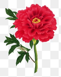 Japanese peony flower png clipart, color botanical floral design on transparent background