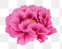 Peony png sticker, aesthetic flower clipart, floral & botanical style on transparent background