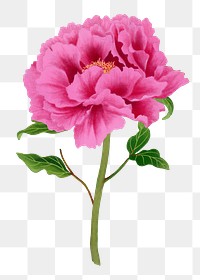 Japanese peony flower png clipart, color botanical floral design on transparent background