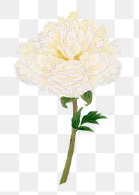 Japanese peony flower png clipart, white botanical floral design on transparent background