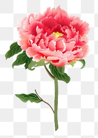 Japanese peony flower png clipart, color botanical floral design on transparent background