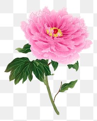 Pink peony png sticker, botanical flower design element on transparent background