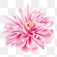 Pink peony png sticker, botanical flower design element on transparent background