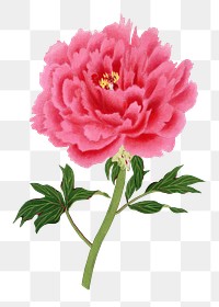 Peony png sticker, aesthetic flower clipart, floral & botanical style on transparent background