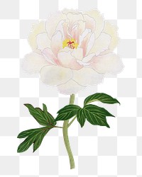 White peony png sticker, botanical flower design element on transparent background