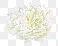 White peony png sticker, botanical flower design element on transparent background