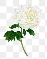 Aesthetic peony flower png sticker, floral clipart on transparent background