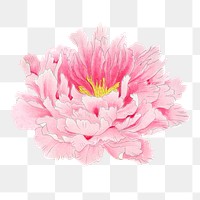 Aesthetic peony flower png sticker, floral clipart on transparent background