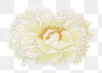 Aesthetic peony flower png sticker, floral clipart on transparent background