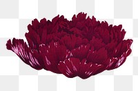 Aesthetic peony flower png sticker, floral clipart on transparent background