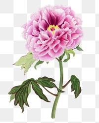 Peony png sticker, aesthetic flower clipart, floral & botanical style on transparent background