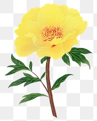 Yellow peony png sticker, botanical flower design element on transparent background