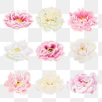 Peony png sticker, aesthetic flower clipart, floral & botanical style on transparent background set