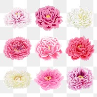 Japanese peony flower png clipart, color botanical floral design on transparent background set