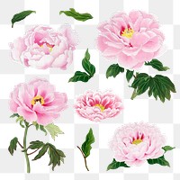 Japanese peony flower png clipart, pink botanical floral design on transparent background set