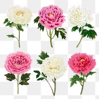 Japanese peony flower png clipart, botanical floral design on transparent background set