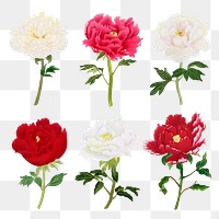 Peony png sticker, aesthetic flower clipart, floral & botanical style on transparent background set