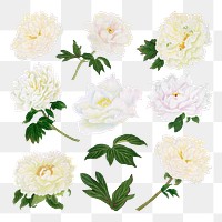 Peony png sticker, aesthetic flower clipart, floral & botanical style on transparent background set