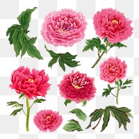 Peony png sticker, aesthetic flower clipart, floral & botanical style on transparent background set