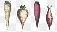 Root vegetable png set, remix from artworks by by Marcius Willson and N.A. Calkins