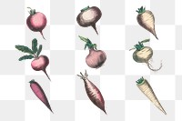 Root vegetable png set, remix from artworks by by Marcius Willson and N.A. Calkins