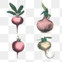 Root vegetable png set, remix from artworks by by Marcius Willson and N.A. Calkins