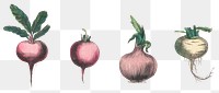 Root vegetable png set, remix from artworks by by Marcius Willson and N.A. Calkins