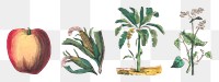 Vintage botanical png art print set, remix from artworks by by Marcius Willson and N.A. Calkins