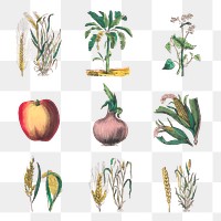 Vintage botanical png art print set, remix from artworks by by Marcius Willson and N.A. Calkins