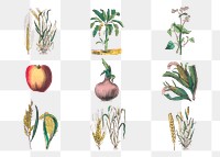 Vintage botanical png art print set, remix from artworks by by Marcius Willson and N.A. Calkins