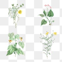 Set of antique botanical leaves transparent png