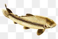 Gold carp fish design element 