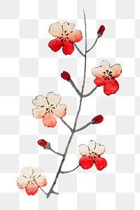 Traditional Japanese cherry blossom png ornamental element, remix of artwork by Watanabe Seitei