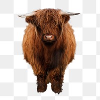 Brown highland calf transparent png