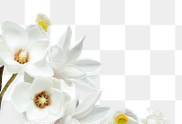 White magnolia flower design element