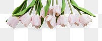 Tulip flower bouquet design element 