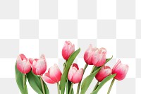 Pink and white tulips transparent png