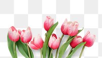 Red tulip flowers design element 