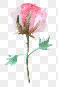 Flower watercolor design element transparent png