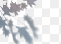 PNG Shadow of Maple leaves, transparent background
