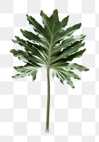 PNG Winterbourn leaf, transparent background