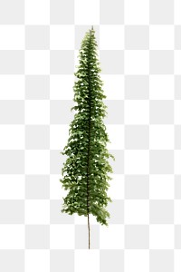 PNG Boston fern, transparent background