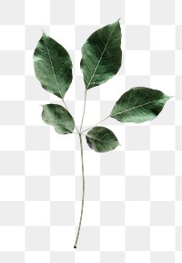 PNG Green salal leaves, transparent background