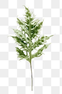 PNG Green leaf, transparent background