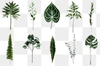 PNG Green foliage  set, transparent background