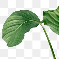 Calathea Orbifolia leaf transparent png