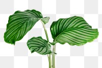 Calathea Orbifolia leaf transparent png