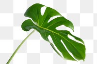 Split leaf philodendron, monstera plant element transparent png